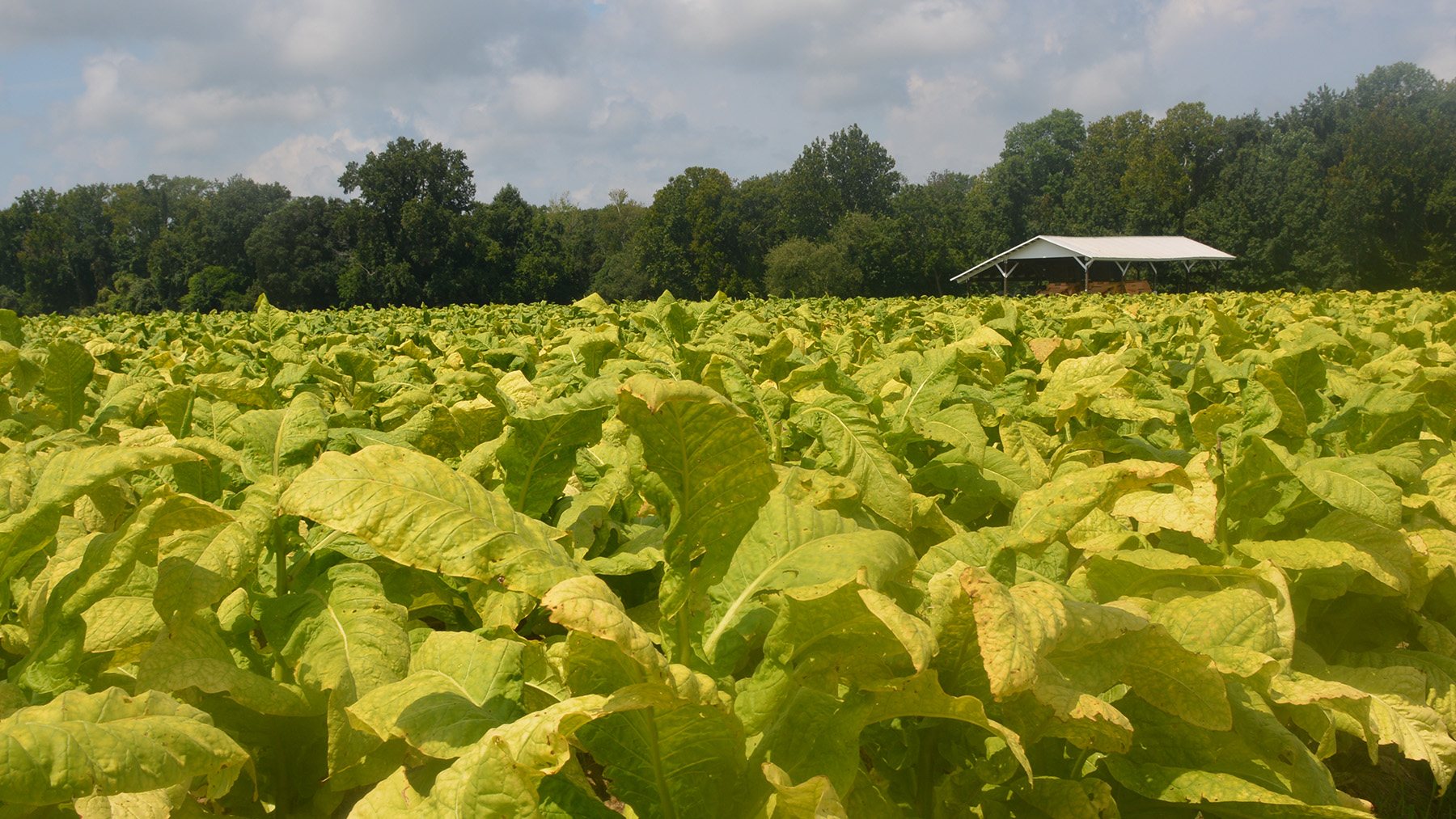 No big changes in 2024 plantings, returns or input prices