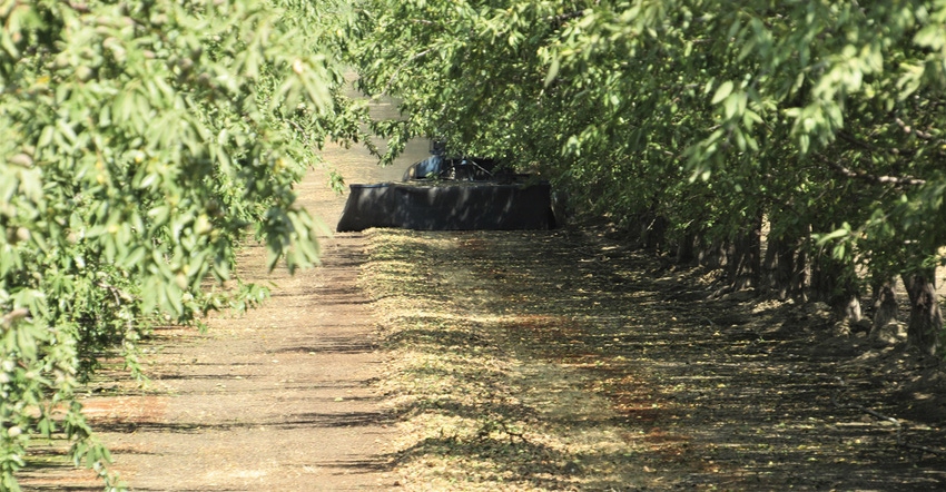 TNFP0915-hearden-postharvest-almonds.JPG