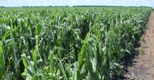 cornfield with signs of hail damage
