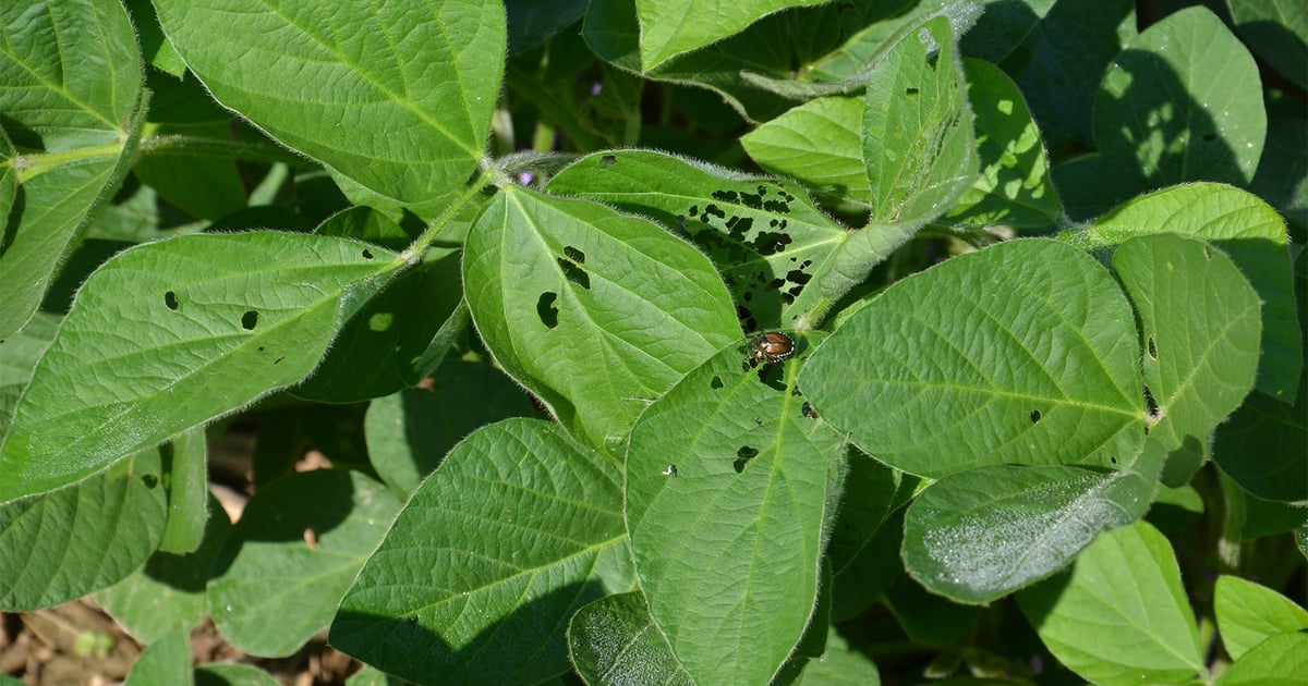 Keep Scouting Soybeans Late In Season