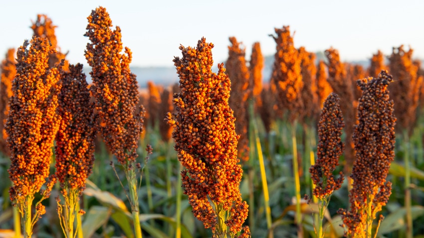 sorghum plants