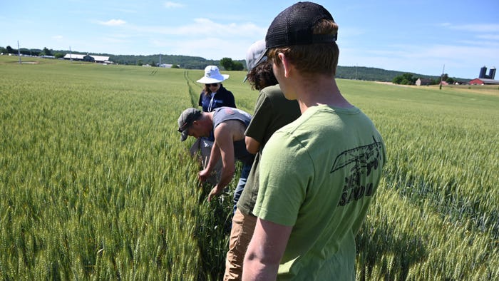 A group led by Daniela Carrijo counts the number of wheat plants on a farm just outside Kutztown, Pa.