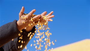 Corn falling through hands
