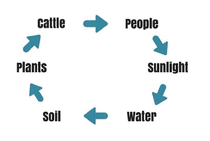 6-14-circular-cattle-thinking.jpg