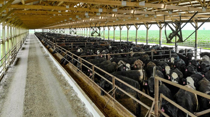 A feedlot structure filled with cattle
