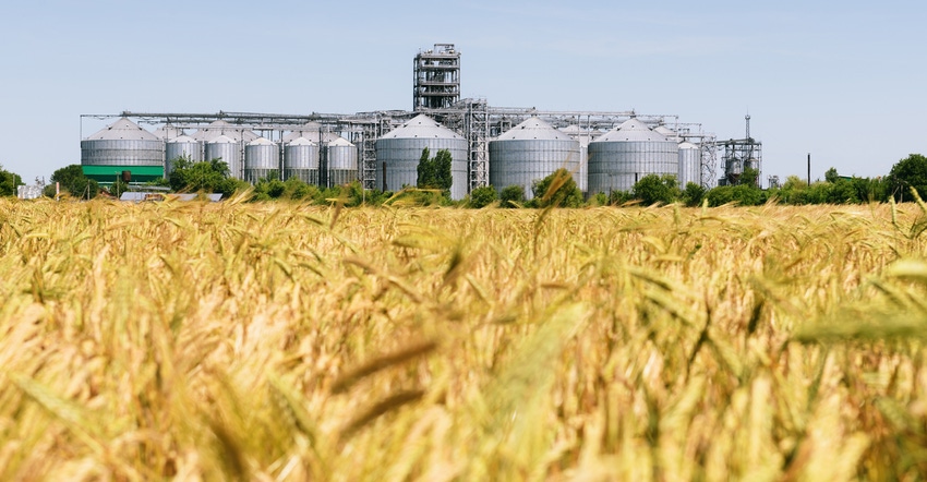 Field of ripening wheat with grain elevator behind. Silos for grain storage.