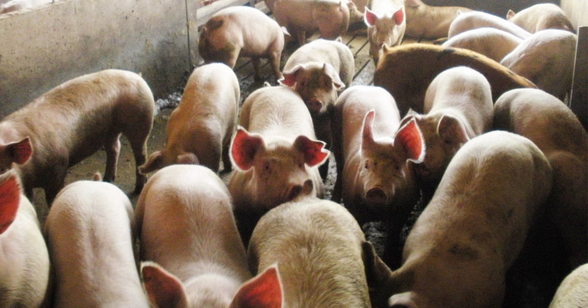 More hogs, higher prices reflect strong demand
