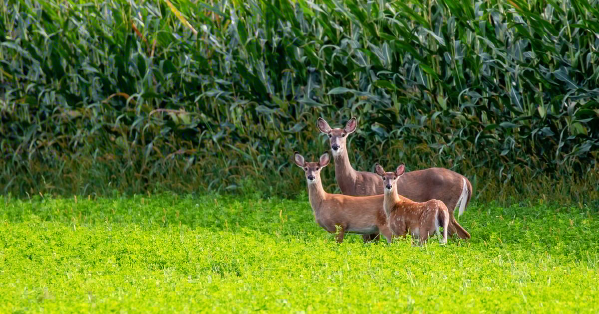 Other reasons for yield loss than deer damage