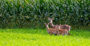 white-tailed deer standing next to a cornfield