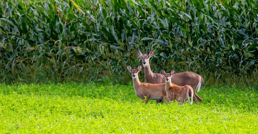 white-tailed deer standing next to a cornfield