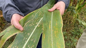 A close up of corn leaves with tar spot symptoms
