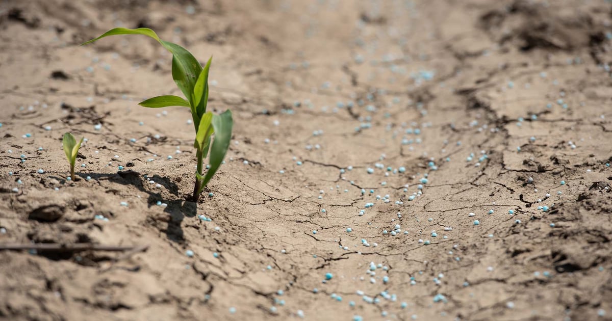 Farmers turn to manure, urine as fertilizer prices surge
