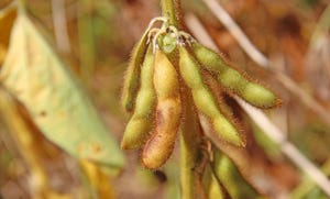 soybean-pods-staff-dfp-3449.jpg