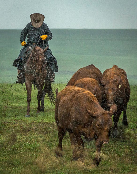 Crystal Socha's picture of a rancher on a horse with cattle caught in the rain won the fan favorite category of the photo contest 