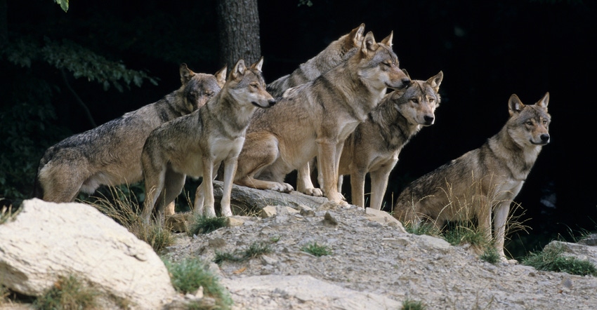 pack of gray wolves standing on rocks