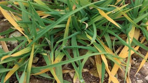 Close-up of yellowing wheat plants