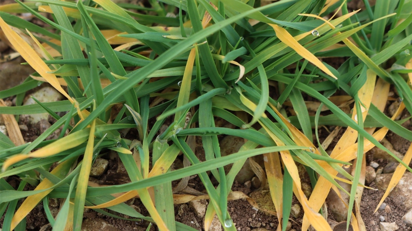 Close-up of yellowing wheat plants