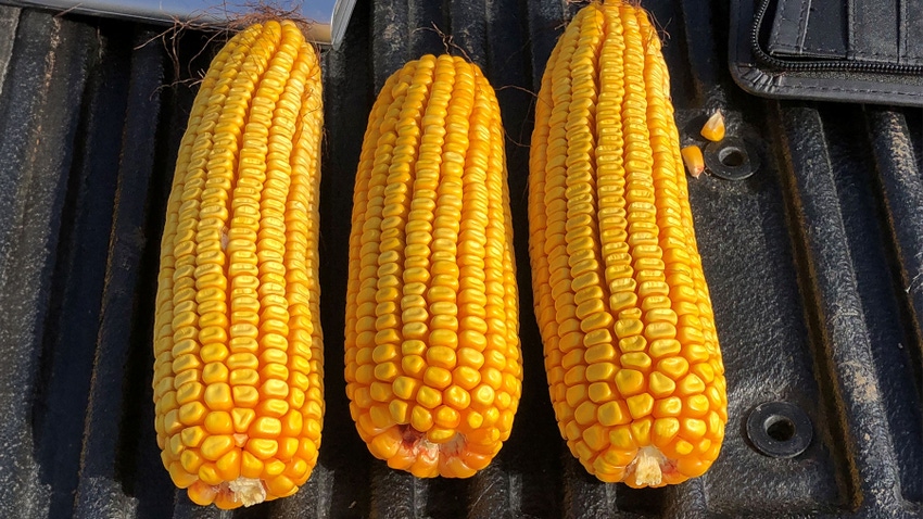 Three corn ears of varying lengths