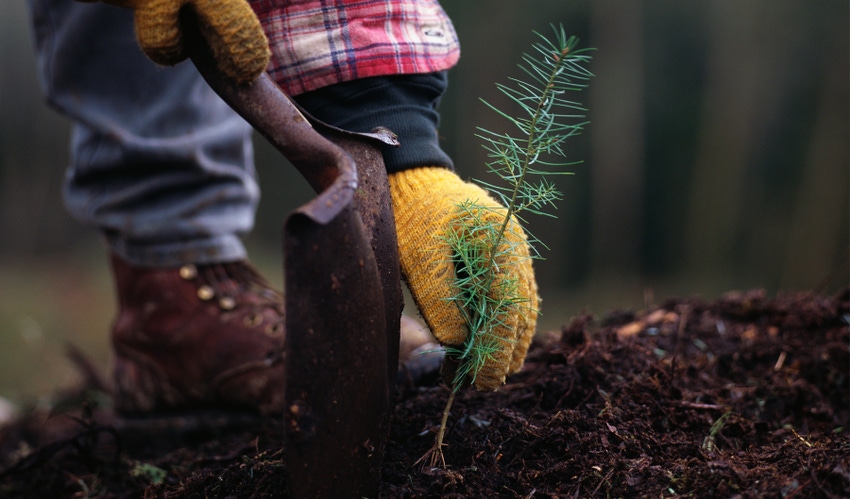 A young Douglas fir being planted