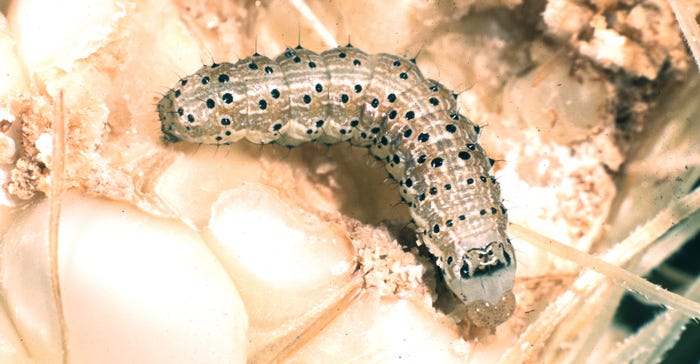 corn earworm larva feeding in corn ear