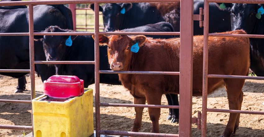 Cattle at watering trough