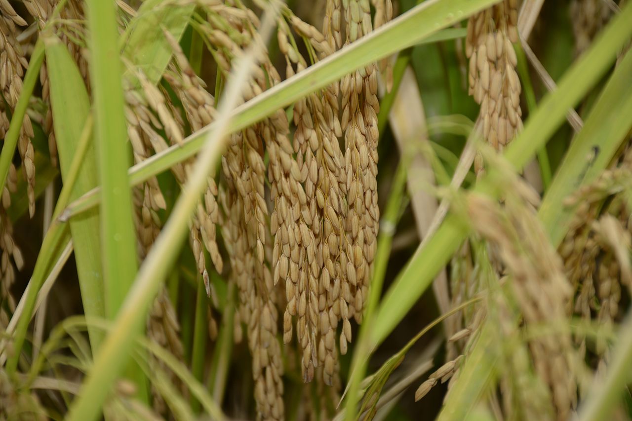 Delta Stop Rice USDA world rice supply and demand estimates