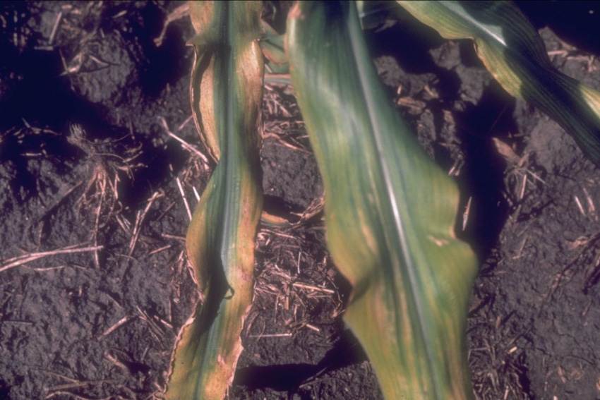 12-20-22 corn potassium deficiency AGRONOMY_PHOTOS_Corn_0721.jpg 12-20-22 corn potassium deficiency AGRONOMY_PHOTOS_Corn_0721.jpg