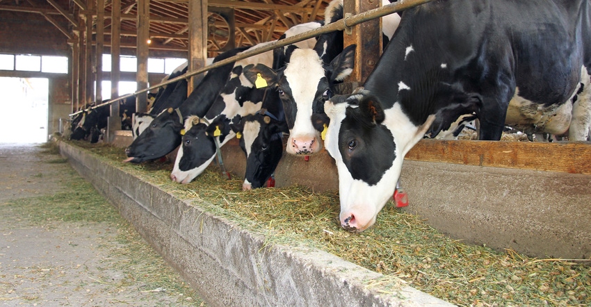 Holsteins eating from feed bunk