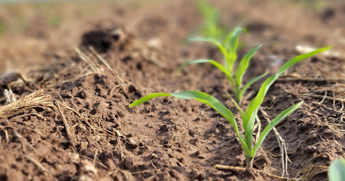 2022 feed grain Outlook