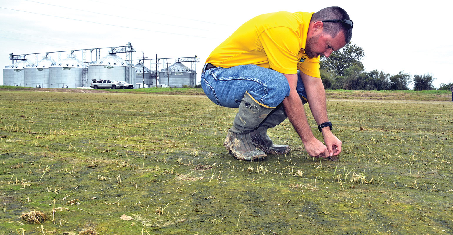 Corn harvest off to a disappointing start