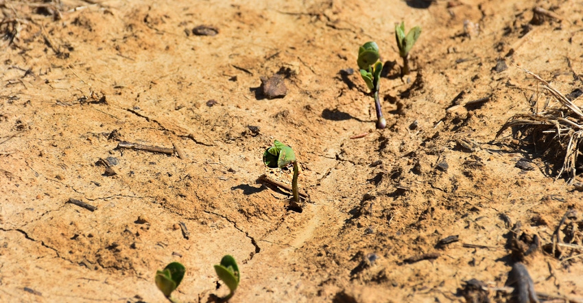 brent-murphree-soybeans-emerging.jpg brent-murphree-soybeans-emerging.jpg