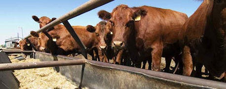 cattle_feed_report_numbers_friendly_side_neutral_1_635231473427053000.jpg