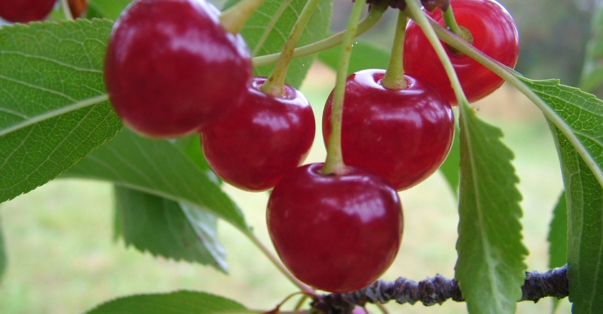 closeup of cherries
