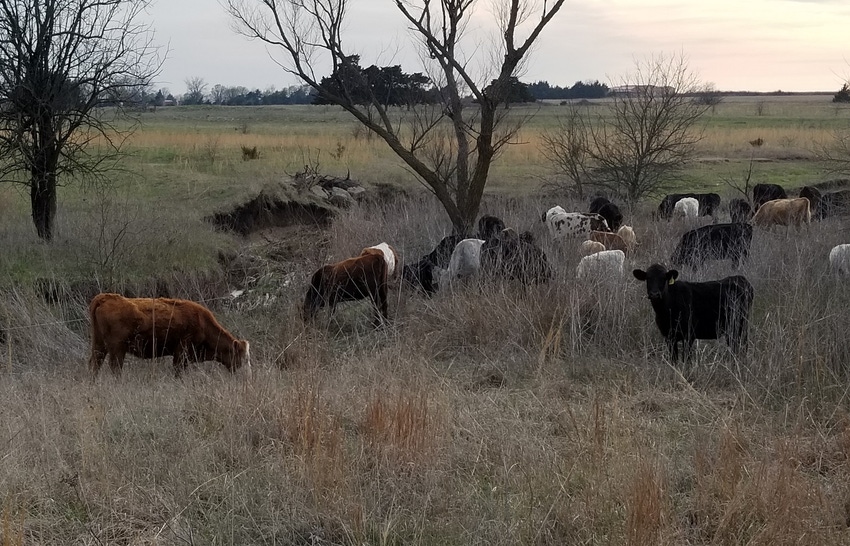 Cows grazing winter forage