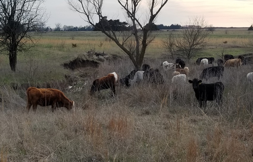 Cows grazing winter forage Cows grazing winter forage