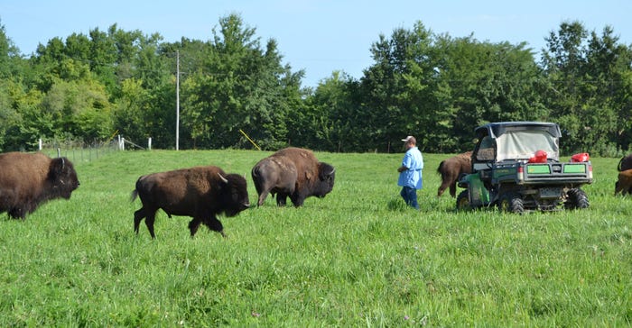 Marc Schmidt tends to bison on the family ranch in mid-Missouri
