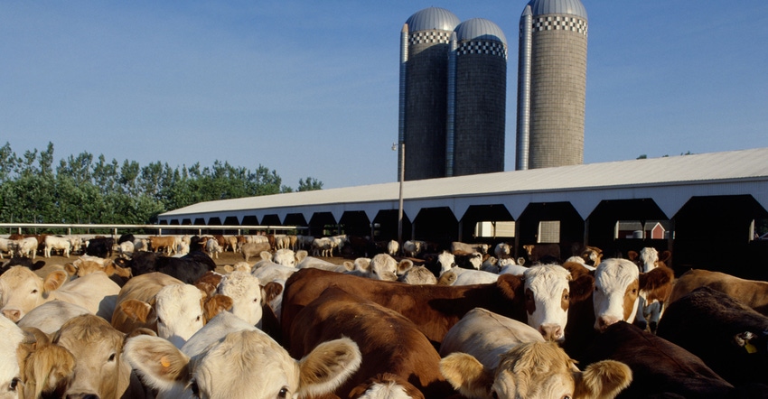 beef feedlots