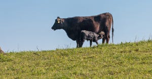 black cow and calf on grassy hill