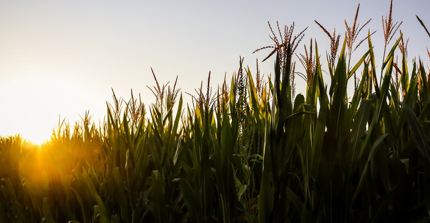 Mature corn crop watching the sun fade