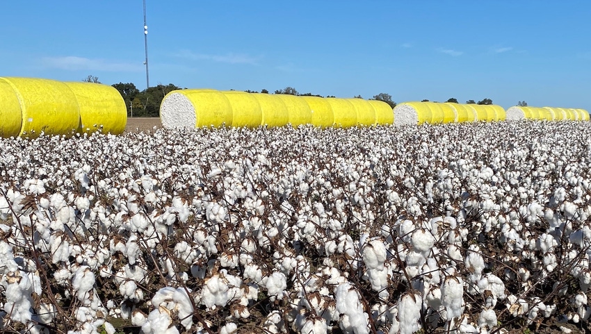 Bales of cotton with unharvested cotton in foreground