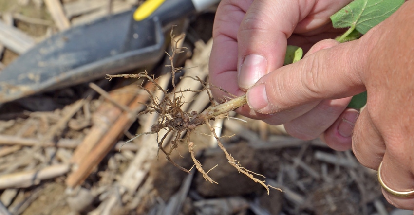 finger pointing at soybean seedling