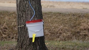 Boxelder tree with a bucket and tubing attached