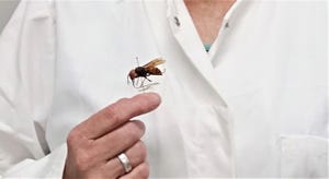 Asian giant hornet specimen