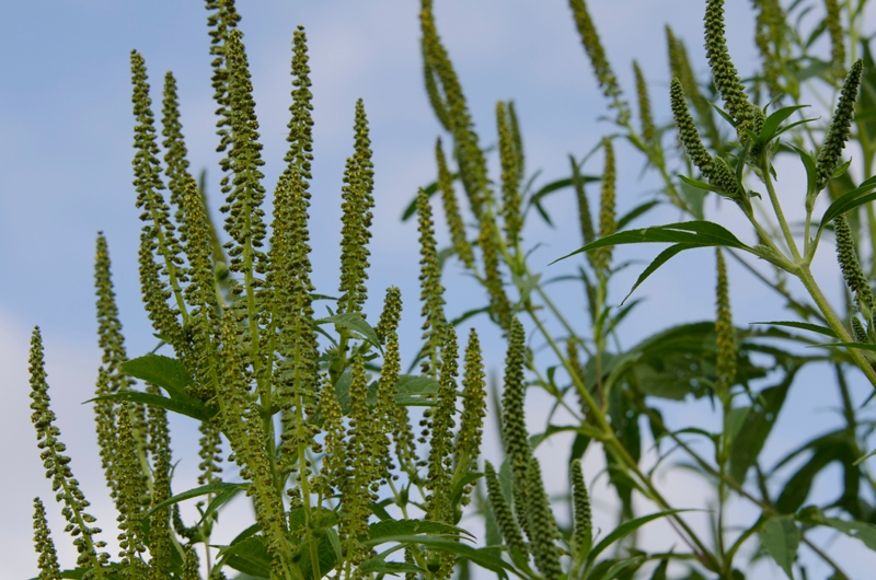 ADAPTING YOUR WEED MANAGEMENT PLAN