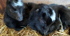 Two baby goats curled up together in bedding