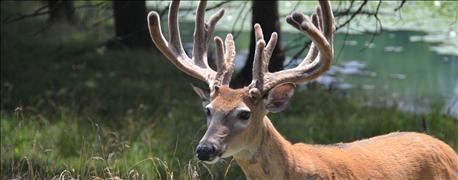 michigan_confirms_additional_cwd_positive_free_ranging_white_tailed_deer_1_635943621713252000.jpg