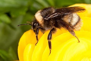 Western bumble bee