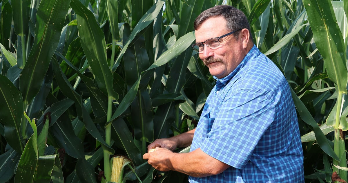 Checking irrigated corn near St. John, Kansas