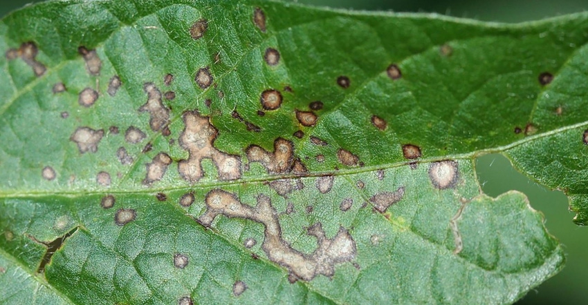 Frogeye leaf spot on soybean leaf Frogeye leaf spot on soybean leaf