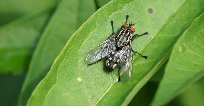 A close up of a fly sitting on a green leaf